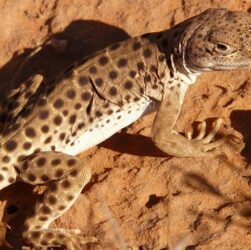 Il ritorno dei nazionalismi: un fenomeno globale del XXI secolo