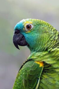 L’era Bolsonaro: Amazzonia e politica internazionale del Brasile