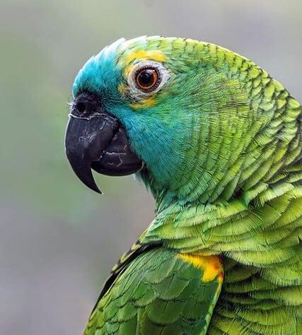 L’era Bolsonaro: Amazzonia e politica internazionale del Brasile