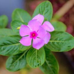 Il caso Rohingya: genocidio e crisi umanitaria in Myanmar