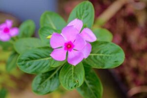 Il caso Rohingya: genocidio e crisi umanitaria in Myanmar