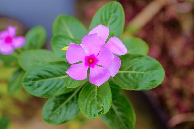 Il caso Rohingya: genocidio e crisi umanitaria in Myanmar